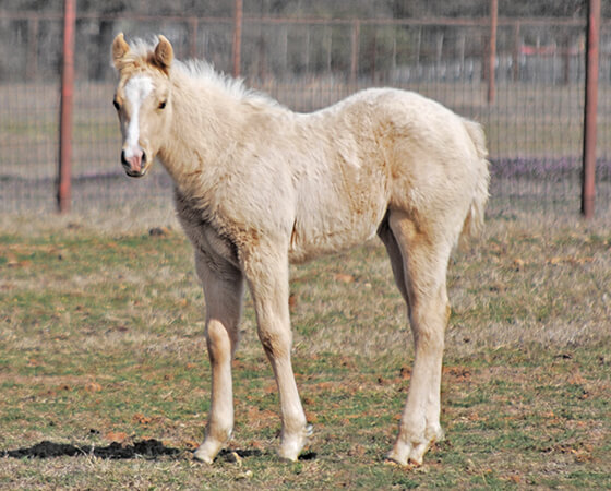 CD Diamond x SJR Metallic Bunny - 2020 Filly